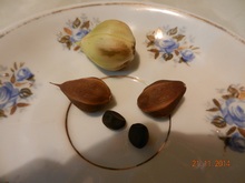 Семена и семенные коробочки луноцвета, фото Васили Исмаковой