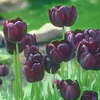Тюльпаны черные