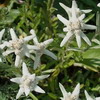 Эдельвейс - серебряный цветок