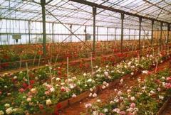 Выращивание в теплице роз на срезку