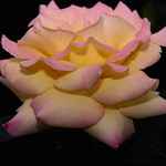 Персидская легенда о розе и соловье