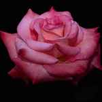 Эрос пролил амфору с нектаром на цветок белой розы