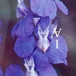 В цветке дельфениума угадываются буквы A и I из греческого мифа об Аяксе