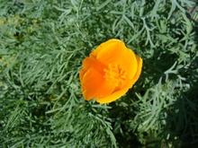Желтый цветок эшшольция