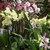 Родина тропических орхидей – Центральная и Южная Америка