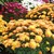 В Китае и Японии хризантемы известны более 3-х тысячелетий