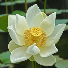 Лотосы - белые цветы Осириса, невесты Нила