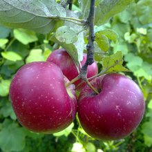 Название роду яблоня дано от греческого malon = melon = яблоко = овца