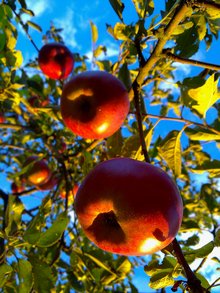 Когда христианская религия разрешает есть яблоки?