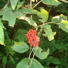Бузина красная родом из Западной Европы, но превосходно натурализовалась в лесах Украины