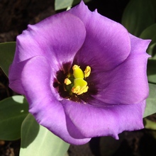 Эустома грандифлора пурпурно-фиолетовая, карликовая форма Мемэйд