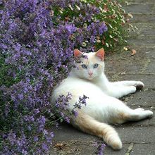 Кошка в котовнике, фото из интернета