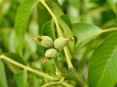 Пестичные цветы грецкого ореха