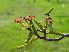 Зеленые сережки - мужские цветки орехов